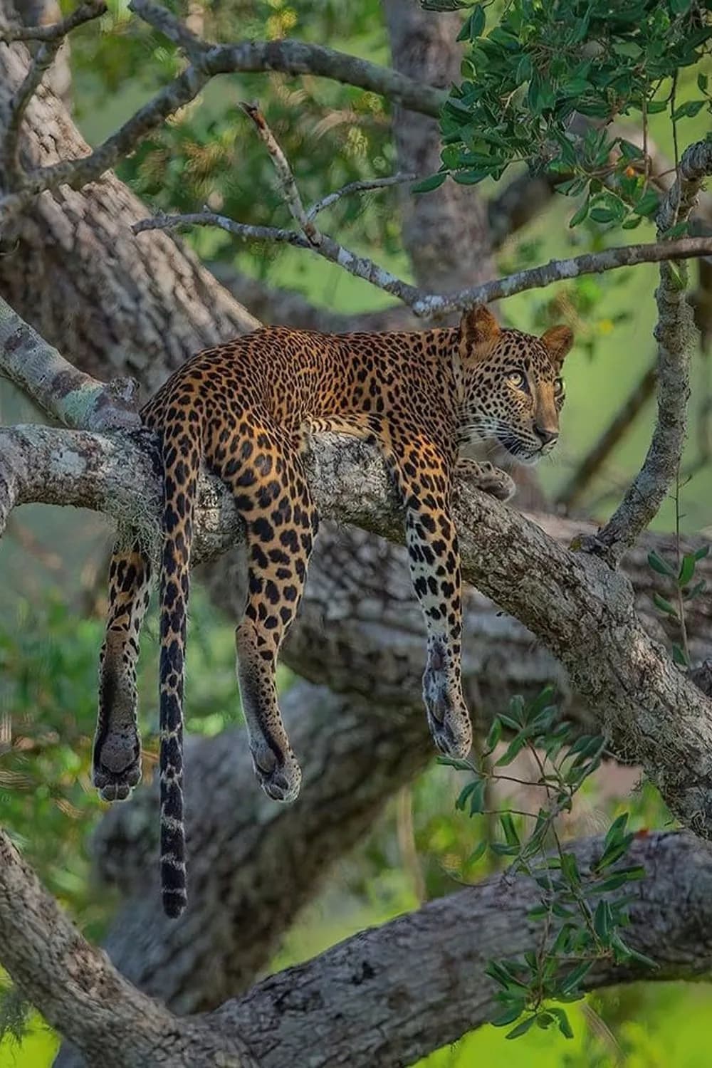 Yala National Park